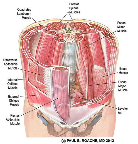 Psoas Iliaque, Hip Anatomy, Core Pilates, Yoga Core, Yoga Anatomy, Pilates Training, Human Body Anatomy, Sup Yoga, Muscle Anatomy