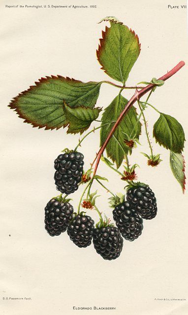 Eldorado Blackberry USDA Fruit Prints (United States , 1892) Illustration Botanique, Fruit Illustration, Vintage Botanical Prints, Scientific Illustration, Lithograph Print, Botanical Drawings, Vintage Botanical, Botanical Illustration, Botanical Art