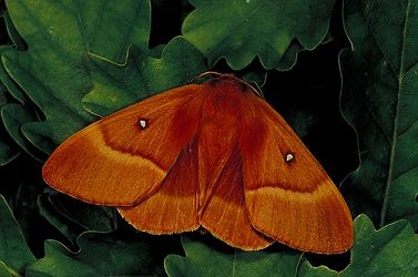 oak eggar moth Rosy Maple Moth Aesthetic, Orange Moth, Leather Wings, British Moths, Pink Striped Oakworm Moth, Overgrown Garden, Large Tolype Moth, Moth Yellow, Large Moth