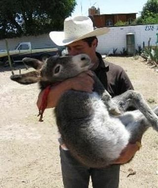 Mexican Donkey, Donkey Sanctuary, Snack Shop, Pet Safety, Donkeys, Cute Animal Videos, Man In Love, Best Funny Pictures, Burritos