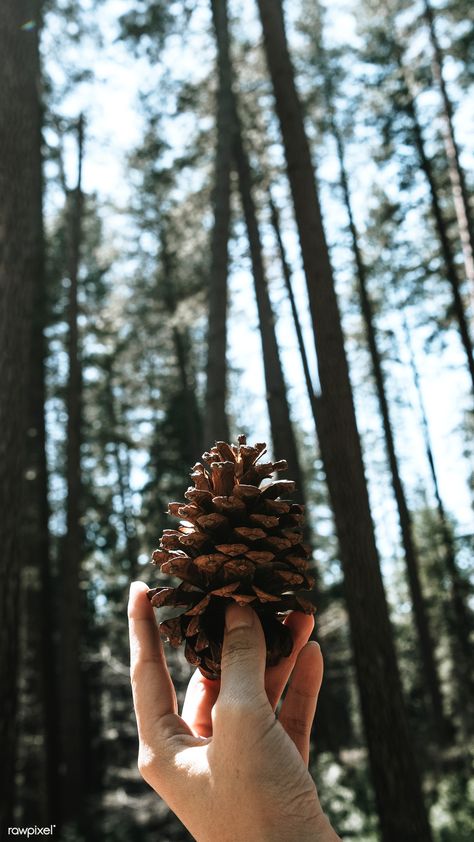 Pine Forest Photoshoot Ideas, Pinecone Mobile, Hange Aesthetic, Landscape Photography Ideas, Conifer Cone, Mobile Phone Wallpaper, Fotografi Kota, Fotografi Editorial, Landscape Photography Nature