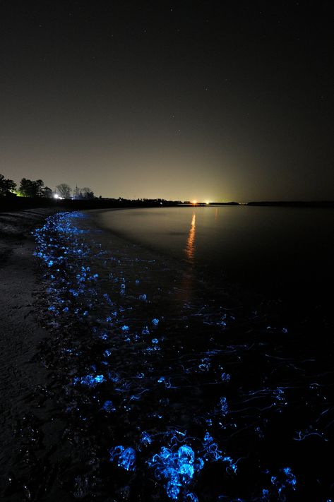 Glowing Beaches, Volcanic Beach, Firefly Squid, Jelly Fishes, Glowing Jellyfish, Fish Photography, Blue Glow, Jelly Fish, Toyama