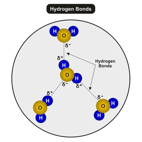 Properties Of Water, Capillary Action, High School Activities, Surface Tension, High School Science, Science Experiments, School Activities, Biology, High School