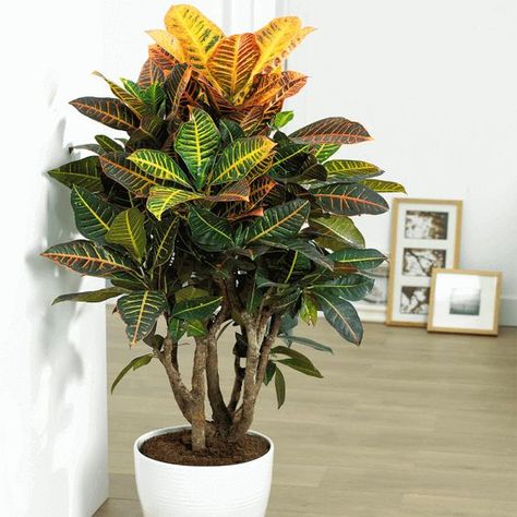 Landscaping Shrubs, نباتات منزلية, Fast Growing Trees, Best Indoor Plants, Air Purifying Plants, Houseplants Indoor, Plant Decor Indoor, Jade Plants, Peace Lily