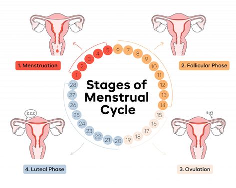 Stages-Of-The-Menstrual-Cycle-Illustrations-02 Aunt Flow, Menstrual Cycle Phases, Menstruation Cycle, Period Supplies, Period Cycle, Follicle Stimulating Hormone, Corpus Luteum, Progesterone Levels, Fallopian Tubes