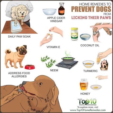 Iodine For Dogs Paws, If Dog Licks Paw, Dog Paw Allergy Remedies, Why Dogs Lick Their Paws, Dog Licks Paws Remedy, Dog Allergy Remedies, Dog Chewing Paws, Dog Paw Remedies, Dog Allergies Remedies