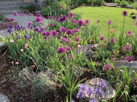 Plant profile: Allium aflatunense 'Purple Sensation' » Botanish Allium Aflatunense, Flowers Stand, Garden Plots, Summer Plants, Spring Bulbs, Seed Pods, Flower Stands, Spring Blooms, Drought Tolerant