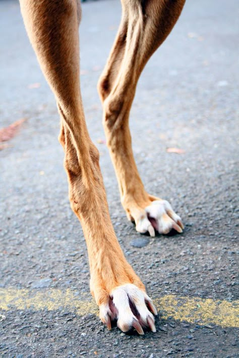 Canine Anatomy, Leg Reference, Leg Anatomy, Dog Anatomy, Dog Leg, Animal Study, Dog Search, Animal Anatomy, Paws And Claws