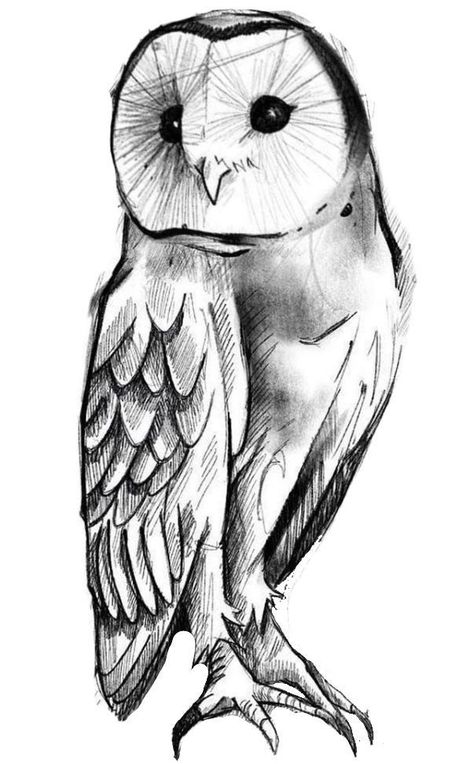 Sitting Owl Tattoo, Owl Drawing Simple Step By Step, Owl Drawings, Owl Sketch, Owl Drawing, Owl Tattoo Design, Owls Drawing, White Owl, Owl Tattoo