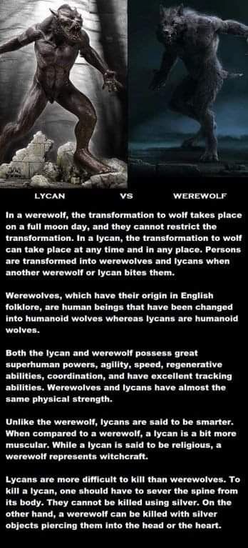 Types Of Werewolves, Books About Werewolves, Cool Werewolf Art, Were Creatures, Mythical Beasts Monsters, Werewolf History, Werewolf Folklore, Werewolf Aesthetic Dark, Mythical Creatures Art Mythology