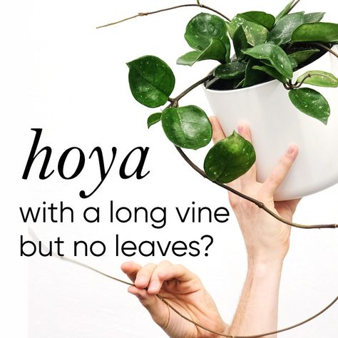 Got a Hoya putting out a looong vine with no leaves, or just teeny tiny leaves? Put down your snips. This is usually a sign they want up! Once that vine finds a better location with the conditions they’re searching for, they’ll usually shift their focus back to growing leaves again. But how you trellis them makes all the difference. If done wrong, that growth tip can dry up and die, goodbye vine and leaves :( Here's what to do (and not to do)...   Some Hoya start off with lovely bushy growth. M Plant Leaves Turning Brown, Hoya Flowers, Hoya Plant, Honeysuckle Vine, Cat Plants, Plant Care Houseplant, Pot Lights, Trellis Plants, Plant Information