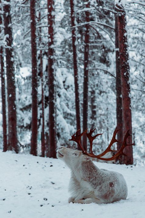 Finnish Lapland, Snow Animals, Winter Lake, White Reindeer, Christmas Landscape, Landscape Wall Decor, Dreamy Landscapes, Snowy Forest, Winter Animals