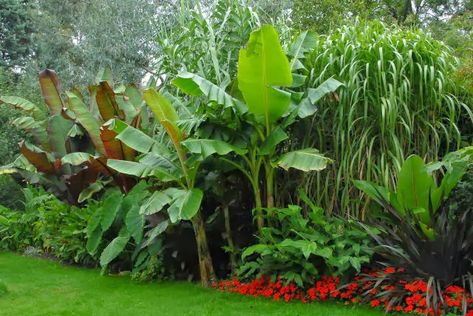 Cold hardy exotic plants for that tropical garden effect Tropical Garden Plants, Rock Border, Tropical Garden Design, Jungle Gardens, Tropical Backyard, Trendy Plants, Banana Plants, Garden Care, Tropical Landscaping