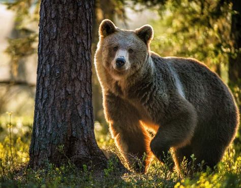 Bear Meaning, Camping In The Woods, Bear Spray, Surprise Visit, Family Movie Night, Grizzly Bear, Take A Nap, Saturated Color, Black Bear