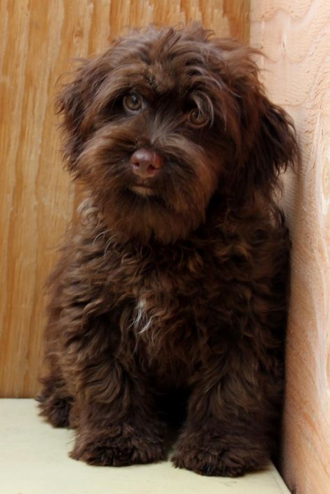 Havanese Teddy Bears - JAMES - RARE HERSHEY DARK CHOCOLATE! Chocolate Havanese, Hershey Dark Chocolate, Havanese Haircuts, Havanese Grooming, Chocolate Dog, Havanese Puppies, Coton De Tulear, Havanese Dogs, Cats Breeds