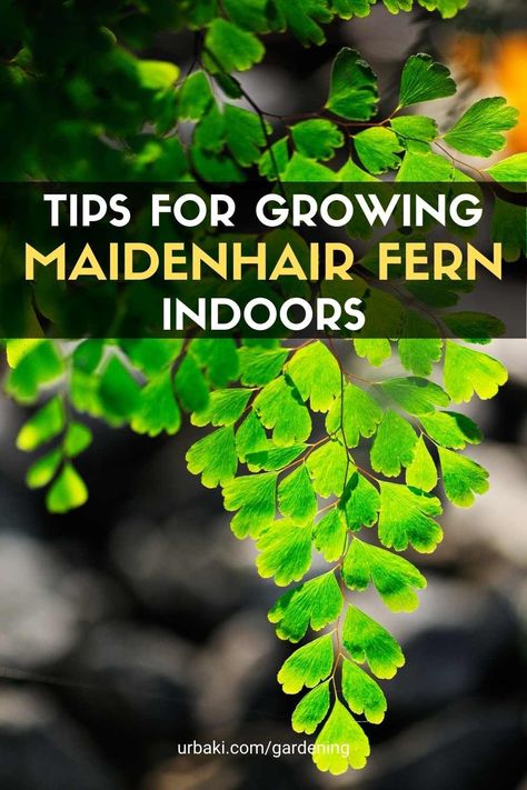 Growing Carrots, Maidenhair Fern, Plant Information, Fern Plant, Outdoor Pots, Environmental Factors, Replant, Keeping Healthy, Small Leaf