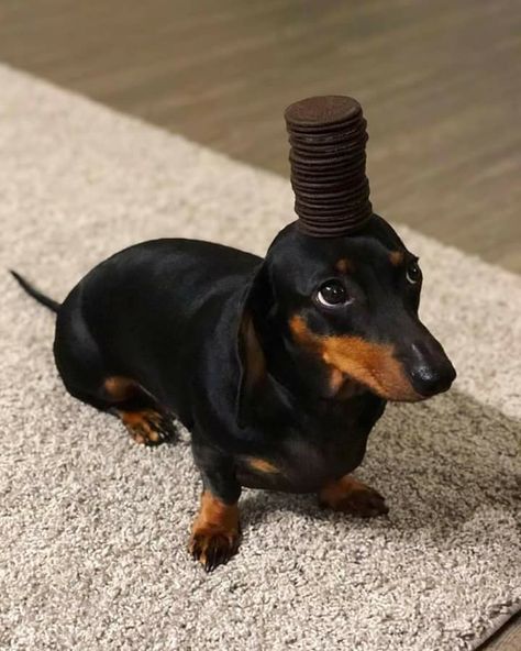 Dashund Dogs, Hot Dog Puppy, Weiner Dog Humor, Dachshund Facts, Dog Jokes, Cute Animal Memes, Dapple Dachshund, Very Cute Dogs, Funny Animal Photos