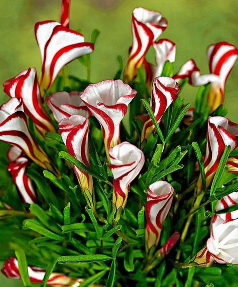 Many of us have a favorite flower, but we're always left in awe when we're in the presence of a really rare one. Take a look at this wonderful bunch. Candy Cane Sorrel, Oxalis Versicolor, Shamrock Plant, Pink Pampas Grass, Hybrid Tea Rose, Rare Roses, Hosta Plants, Farm Store, Rose Seeds