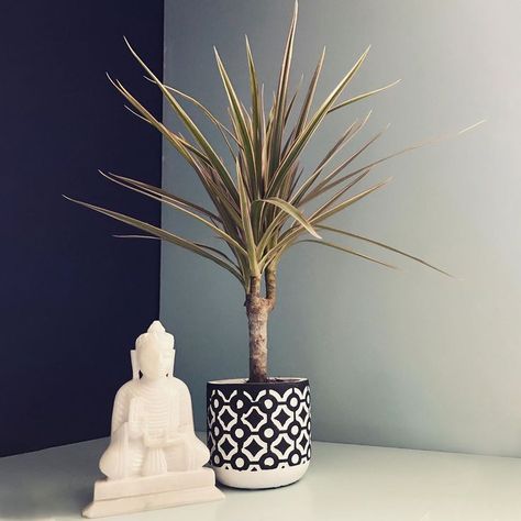 Best Online Plant Shop Dracaena Marginata, Dragon Tree, Pink Plant, Dark Corners, New Hobbies, Reed Diffuser, Getting Old, Low Maintenance, Tri Color