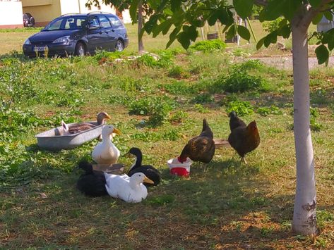 Balkan Summer, Childhood Aesthetic, European Summer Aesthetic, Farm Lifestyle, European Aesthetic, Europe Aesthetic, We Shed, Aesthetic Cottagecore, East Europe