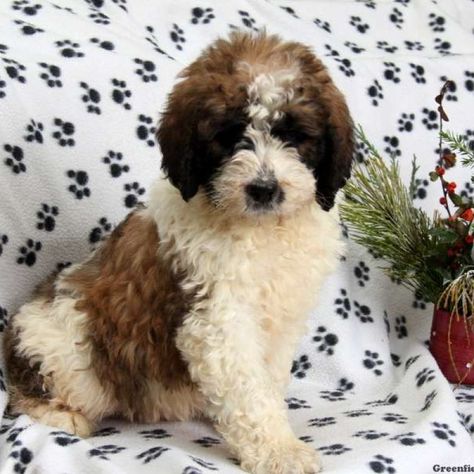 Saint Berdoodle Saint Bernadoodle, Saint Bernard Poodle, Saint Berdoodle, Mutt Puppies, Bernadoodle Puppy, St Berdoodle, Poodle Mix Dogs, Greenfield Puppies, St Bernard Dogs