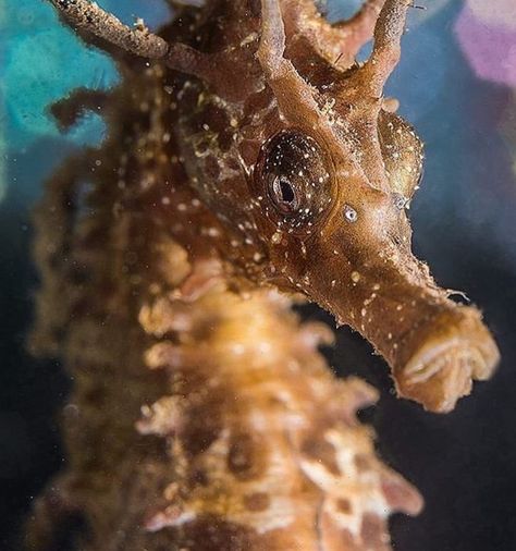 Close up on seahorse for reference on head details —Sheri Schneider Sea Horse Photography, Lab Image, Seahorse Art, Beneath The Sea, Painting Series, Beautiful Sea Creatures, Marine Fish, Underwater Creatures, Sea Dragon