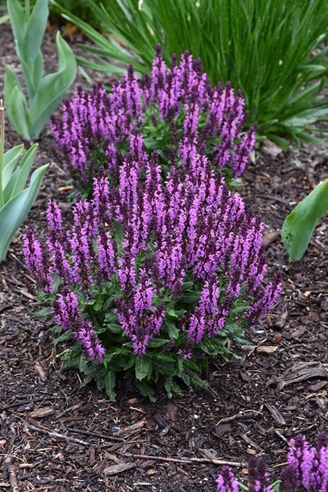 Click to view a full-size photo of Bumbleberry Meadow Sage (Salvia nemorosa 'Bumbleberry') at The Flower Bin Autumn Sage Plants, Caradonna Salvia, Salvia Plant, Mediterranean Balcony, Salvia Garden, Rockin Deep Purple Salvia, Meadow Sage Salvia, Salvia Purple Rain, Salvia Mystic Spires Blue