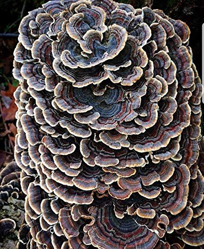 PRICES MAY VARY. Title: 100 Turkey Tail Mushroom Spawn Plugs to Grow Gourmet and Medicinal Mushrooms at Home or commercially.. Product Type: Categories > Gardening & Lawn Care > Plants, Seeds & Bulbs > Vegetables Mushroom Culture, Nutrient Cycle, Mushroom Identification, White Button Mushrooms, Chicken Of The Woods, Turkey Tail Mushroom, Mushroom Grow Kit, Plant Zombie, Mushroom Cultivation