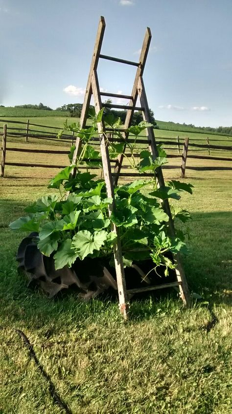 Old unsafe ladder becomes trellis! Outdoor Plant Ladder, Ladder Trellis Ideas, Ladders In The Garden, Garden Ladder Ideas, Ladder Trellis, Ladder Planter, Ladder Ideas, Garden Ladder, Edible Landscape