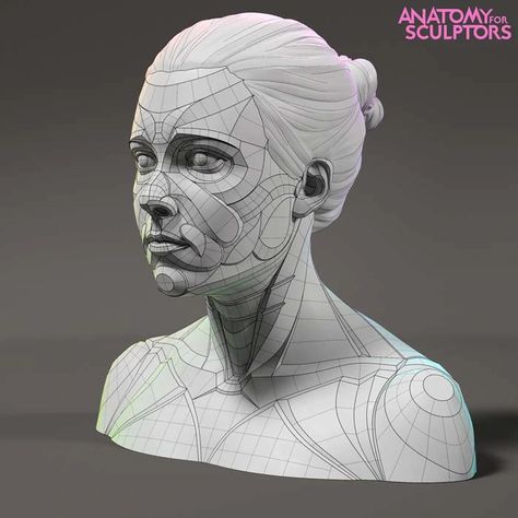 Form of The Head and Neck - by Anatomy For Sculptors by Uldis Zarins » Form of The Head and Neck book - November update — Kickstarter Simplified Anatomy, Animal Structure, Anatomy Books For Artists, Muscular Anatomy, Anatomy For Sculptors, 3d Wireframe, Zbrush Anatomy, Drawing Models, Head Anatomy