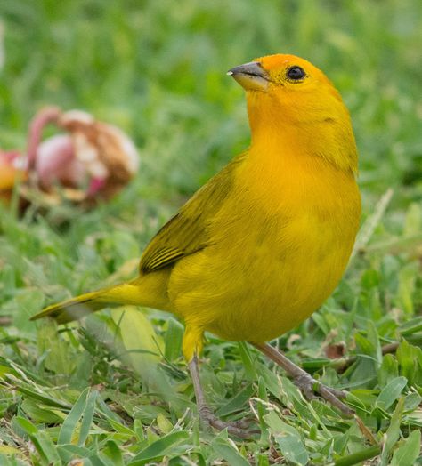 Saffron Finch, Brazilian Birds, Finches, Colorful Bird, Backyard Birds, Colorful Birds, Bird Garden, Japanese Garden, Volume 1