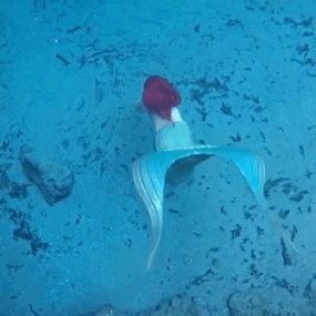 Real Life Mermaid Found, Mermaid Gif, Swimming Gif, Ariel Under The Sea, Cheshire Cat Disney, Mermaid Gifs, Pin Up Mermaid, Mermaid Found, Real Life Mermaids