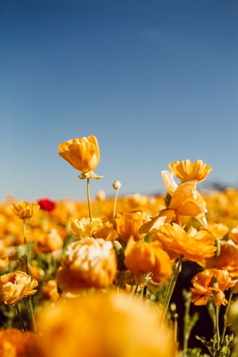 Flower Fields Carlsbad, Gardens Decor, Truck Garden, Ftd Flowers, Carlsbad Flower Fields, Ranunculus Flowers, Alpine Plants, Beautiful Flowers Photography, Garden Types