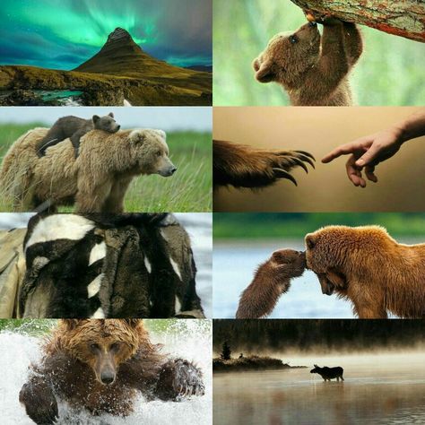 Brother Bear aesthetic Brother Bear Aesthetic, Disney Wallpaper Aesthetic, Bear Aesthetic, Aesthetic Disney, Pixar Films, Brother Bear, Live Action Movie, Aesthetic Moodboard, Kid Movies