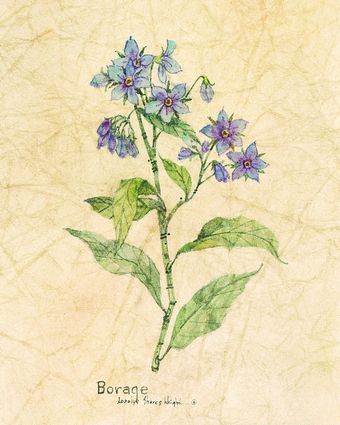 Flowering Herb Borage Borage Flower, Edible Flowers Recipes, Herb Farm, Herbal Recipes, Flower Food, Wild Plants, Edible Plants, Healing Herbs, Ideas Pictures