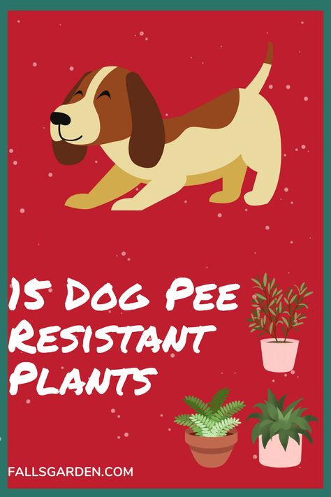 Dog Pee Resistant Plants, Dog Urine Resistant Plants, Plants That Repel Ants, Dog Lawn, Front Yard Flower Bed, Cucumber Plants, Dog Friendly Garden, Outdoor Improvements, Dog Remedies