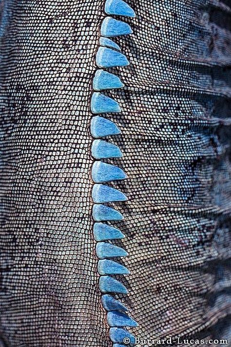 grand cayman blue iguana (detail) Blue Iguana, Reptile Skin, Lizard Skin, Texture Inspiration, Grand Cayman, Mood Board Inspiration, Abstract Photos, Animal Skin, Patterns In Nature