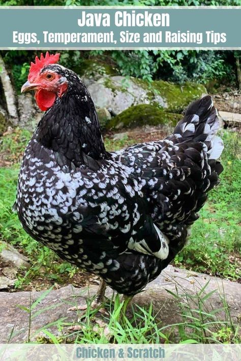 Java Chicken: Eggs, Temperament, Size and Raising Tips Mottled Java Chicken, Java Chicken, Barred Rock Rooster, Barred Rock Chickens, Buff Orpington Chickens, Sussex Chicken, Pink Eggs, Chicken Bar, Plymouth Rock Chicken