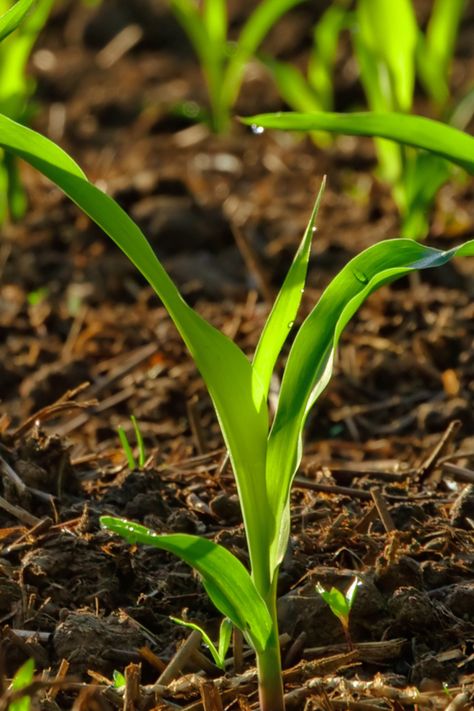 How To Fertilize Sweet Corn In The Garden For Your Best Crop Ever! Salad Recipes Corn, Growing Sweet Corn, Recipes Corn, Easy Corn Casserole, Corn Crop, Grilled Corn Salad, Corn Salad Recipes, Corn Seed, Corn Dip