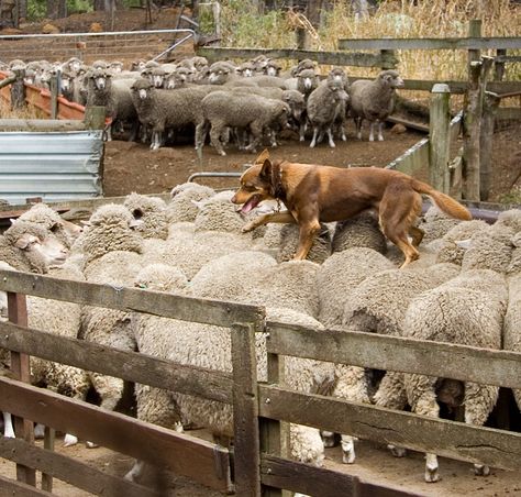 Australian Kelpie Dog, Australian Sheep, Merle Australian Shepherd, Australian Farm, Australian Kelpie, Australian Cattle Dogs, Farm Dogs, Herding Dogs, Blue Merle