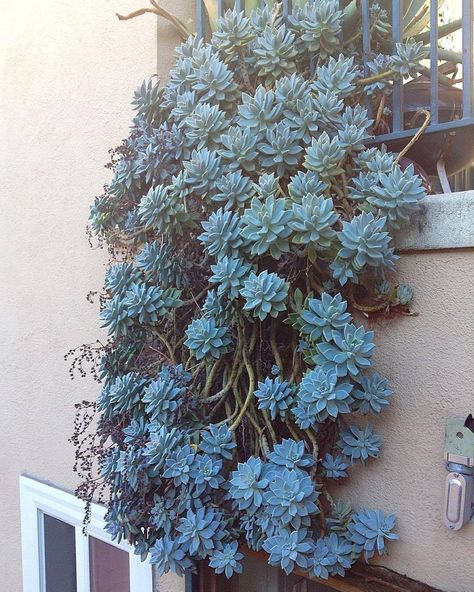 Garden Stream, Low Growing Shrubs, Blue Succulents, Propagating Succulents, Succulents Decor, Succulent Wall, Succulent Gardening, Trailing Plants, Succulent Arrangements