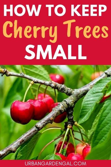 How to Keep Cherry Trees Small - Urban Garden Gal Cherry Tree In Pot, Potted Cherry Tree, Pruning Cherry Trees, Permaculture Berries, Cherry Tree Garden, Cherry Tree From Seed, Cherry Nails Acrylic, Cherry Red Nail Polish, Nail Cherry