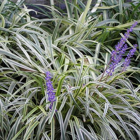 Silvery Sunproof Liriope, Lily Turf, Monkey Grass, Liriope Muscari, Front Yard Plants, Yard Plants, Planting Plan, Blue Lily, House Landscaping