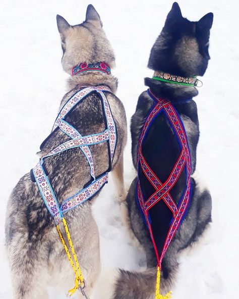 Sled Dog Harness, Dog Pulling Harness, Dog Carting, Dog Harness Pattern, Cute Dog Harness, Police Canine, Dog Cart, Urban Dog, Dog Trailer