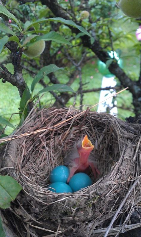 Baby bird Robin Nest, Egg Hatching, Robin Eggs, Birds Eggs, Egg Pictures, Bird Branch, Robins Nest, European Robin, Bird Nests