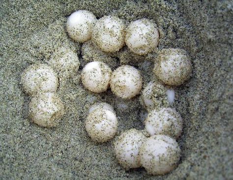 Loggerhead Sea Turtle Eggs | Sea Turtle Eggs Turtle Eggs, Loggerhead Turtle, Eggs Image, Loggerhead Sea Turtle, Tortoise Turtle, Tmnt Turtles, Baby Turtles, Crustaceans, Small Meals