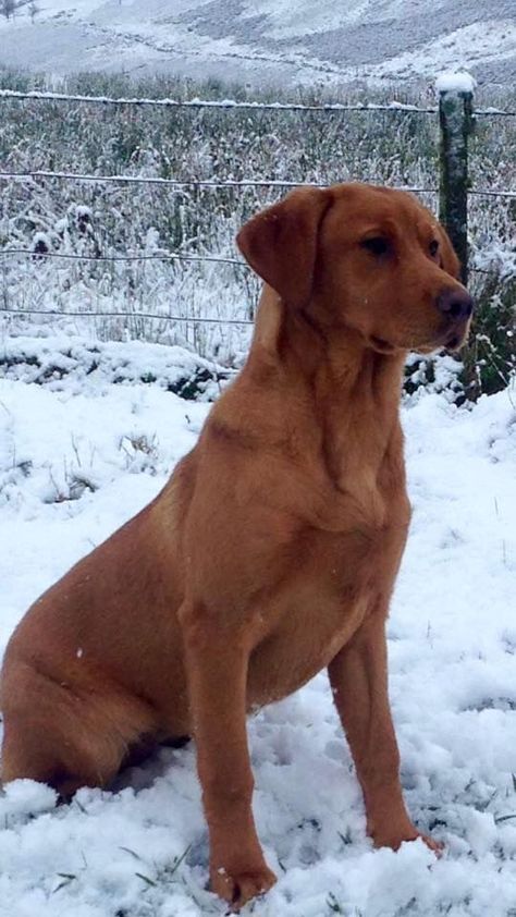 Fox Red Labrador Retriever, Red Fox Labrador Retriever, Red Labrador Retriever, Red Fox Labrador Puppy, Red Fox Lab, Red Fox Labrador, Fox Labrador, Fox Red Labrador Puppy, Red Retriever