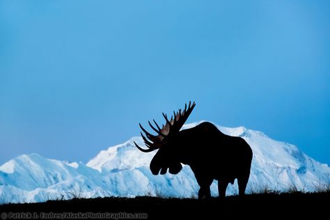 Bull moose in front of Mt. Denali, Denali National Park, Alaska. Moose Birthday, Cabin Artwork, Moose Pictures, Moose Silhouette, Moose Hunting, Bull Moose, Wild Kingdom, English Bull Terriers, Bird Dogs