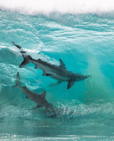 Drone Captures Hundreds of Sharks Swimming Beneath Unsuspecting Children | Travel + Leisure Shark Pictures, Big Shark, Red Bluff, Under The Water, Salt Water Fishing, Australian Beach, Shark Swimming, Shark Week, Nature Photographs