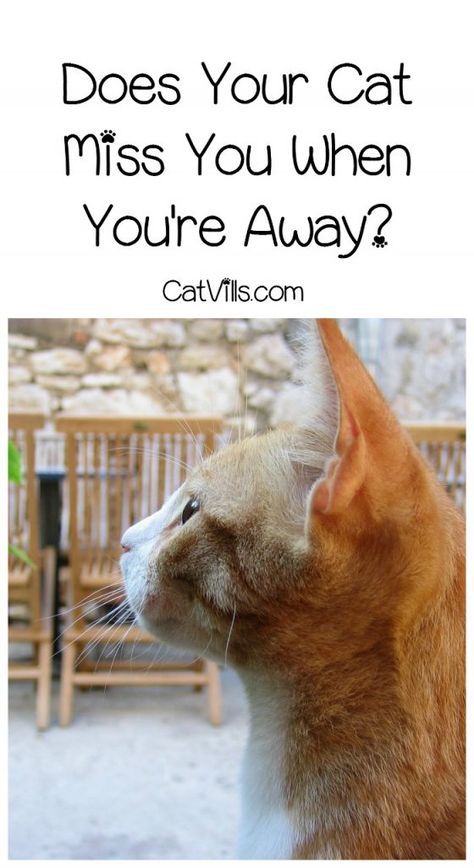 Do Cats Miss Their Owners When They Are Apart? - CatVills Beautiful Puppies, Older Cats, Kitty Stuff, Healthy Cat, Cat Care Tips, Cat Training, Cat Behavior, Cat Facts, Cat Treats